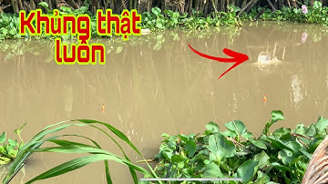 Câu Cá Tra , Kênh Nhỏ Mà Dính Luôn Cá Khủng | Fishing - Miền Tây