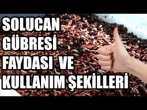 Solucan Gübresi Nedir ? Nasıl Uygulanır ? Gerçekten Verimi Arttırıyor Mu ??? Test Ettik.