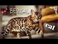 Байки от хозяйки #2 | Почему выбрали бенгальскую породу кота? Стоимость в РБ