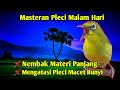 Masteran Pleci Malam Hari Agar Pleci Nembak Materi Panjang dan Mengatasi Pleci Macet Bunyi