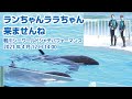 ランちゃんララちゃん来ませんね【2021年4月12日14:00】Orca performance, Kamogawa Sea World, Japan