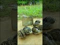 Logically DIY Quail Trap Idea #shortvideo #ytshorts
