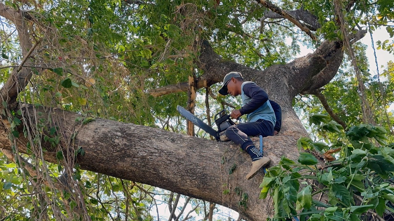 Don't break it!! Cut down 2 old trembesi trees in the rice fields ...