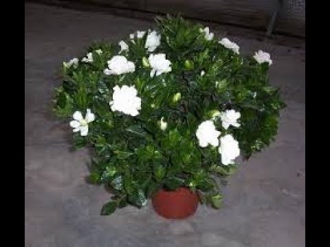 GARDENIA🌿गंधराज के बारे मे जानकारी//How to grow and care GANDHRAJ