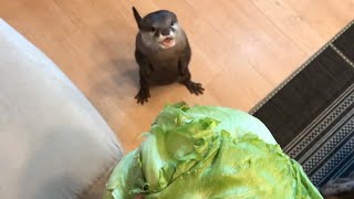 カワウソさくら レタス一玉あげたら大変なことになった I gave the otter an whole lettuce