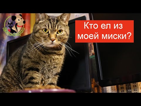 Собака ест корм для кошки, что делать?