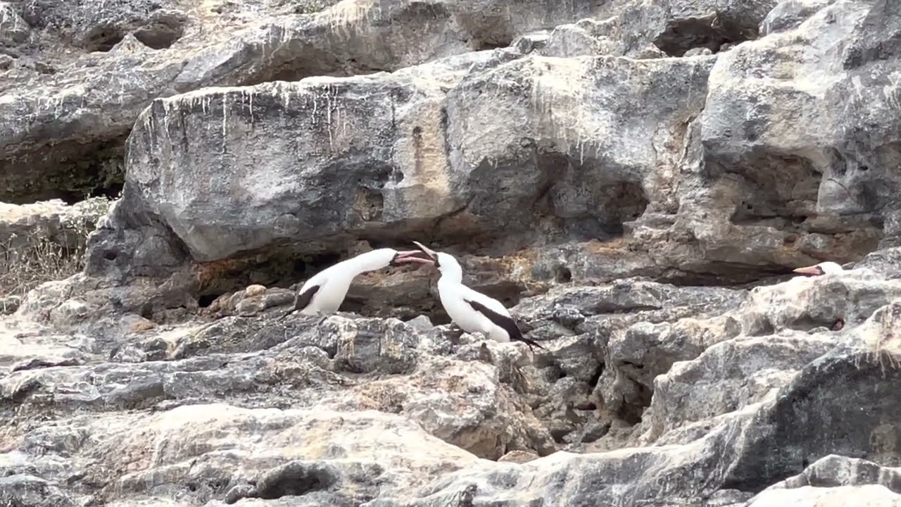 Vampire finches at Wolf Island, Galapagos