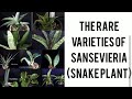 THE RARE VARIETIES OF SANSEVIERIA (SNAKE PLANT)