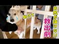 【お正月早々ピンチ！】柵に挟まって抜けなくなったコーギー