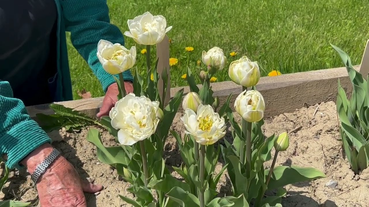 The Peony Flowering Tulip, Mt  Tacoma - Bulbs for Fall Planting