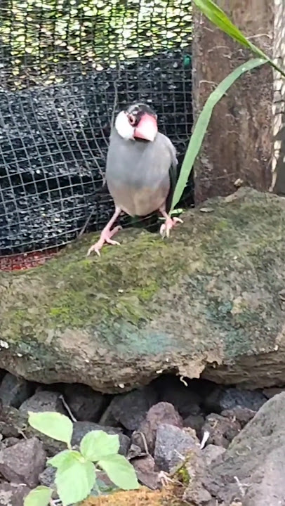 PELEPASAN GELATIK BELONG DI AVIARY MINIMALIS 🎉