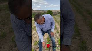 ¿Cómo repasamos un vivero después de la primera brotación?