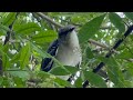 Yearling Florida Mockingbird Goes Hard рџЋ рџ Ї Beautiful Songs Yearling Florida Mockingbird Goes Hard рџЋ рџ Ї Beautiful Songs
