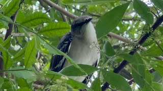 Yearling Florida Mockingbird Goes Hard  Beautiful Songs