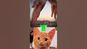 Give this video a title (wrong answers only) #cat #meme #funny