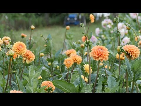 Video: Kweek herfsblomme – Ontwerp 'n Midwest-herfsblommetuin