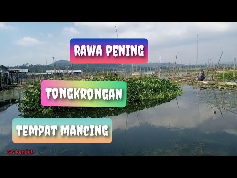 Roha Rawa Rwp 🔴sepot rwp rawa pening Tuntang ambarawa - YouTube