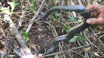 #BẫyRắnĐồngTháp #Tập139 bắt rắn bằng lưới dính con rắn lạ và gặp anh chủ vườn mít vui tính