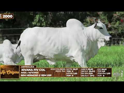 LOTE 2000   XIVANA FIV COL