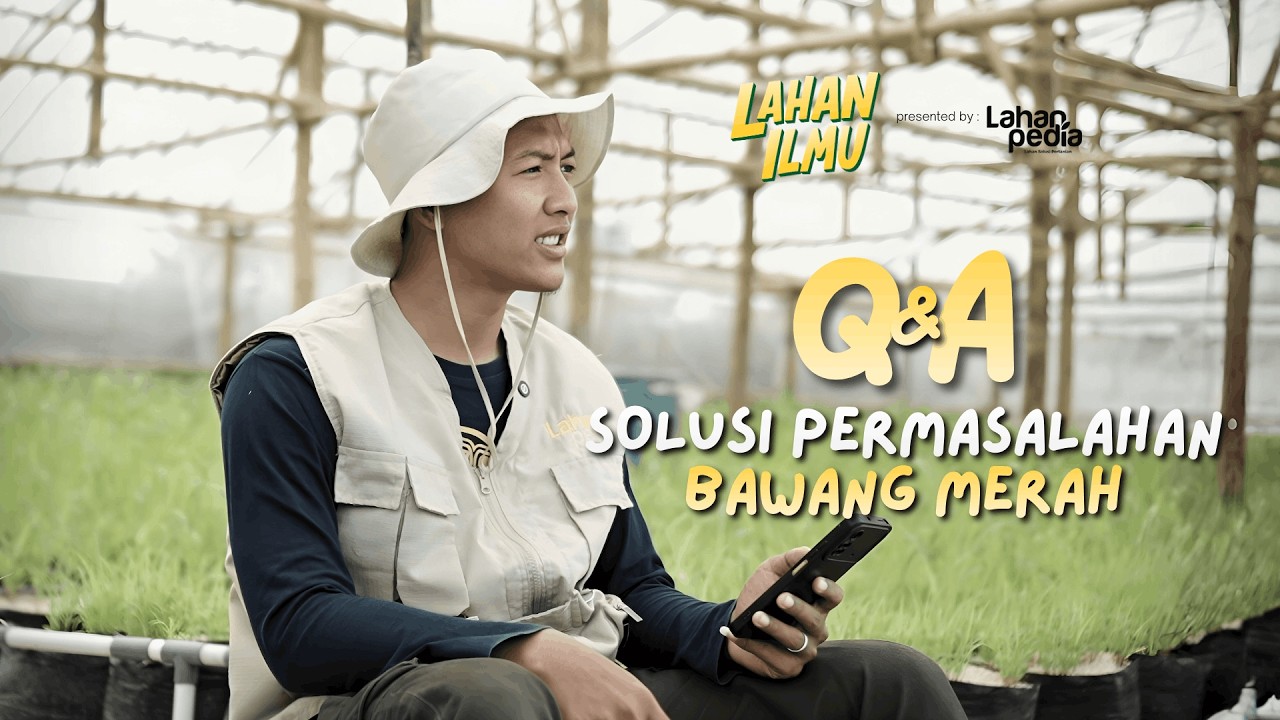 MENJAWAB PERTANYAAN | TERNYATA BEGINI CARANYA MENGATASI BOLER PADA BAWANG MERAH #petanibawangmerah