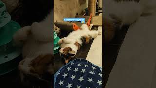 Обижаться Нет Смысла