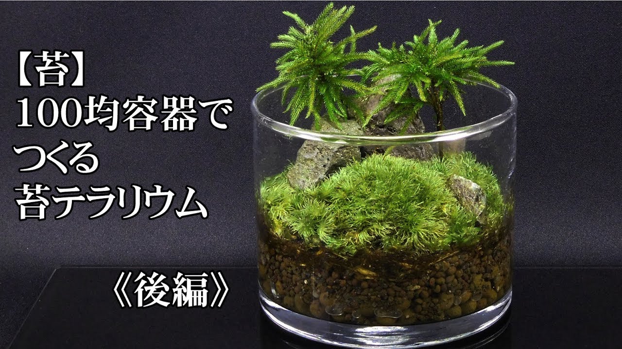 苔 100均ボトル容器で苔テラリウム 苔リウム 作り方 後編 Diy Moss Terrarium Youtube