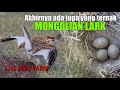 AKHIRNYA ADA JUGA PETERNAK BURUNG MONGOLIAN LARK DI INDONESIA @LHS BIRD FARM - PENANGKAR TERBESAR