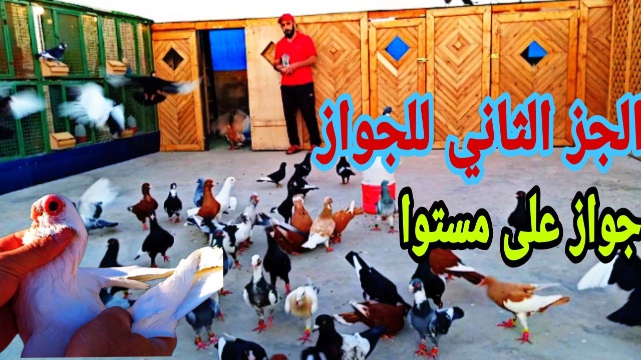الجز الثاني الجواز اخونا محمد ومالك الزق على مستوا عالي وسطح مميز جدآ 🕊️💥