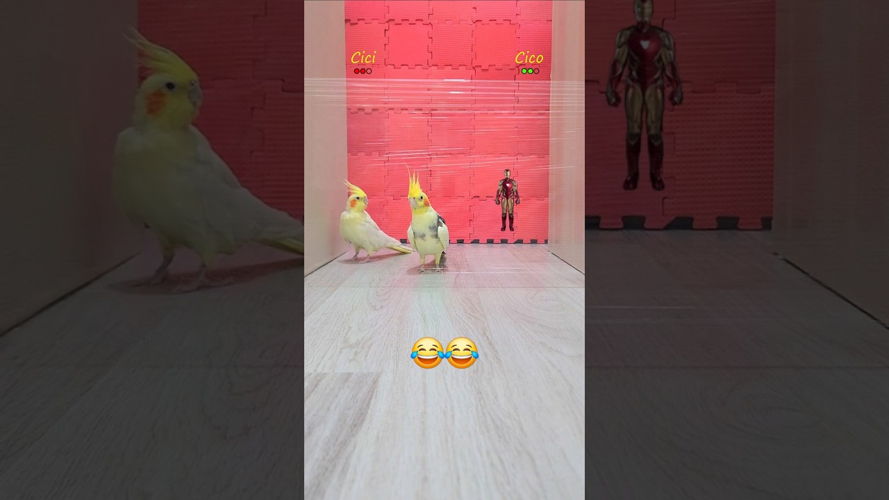 Cico & Cici vs invisible wall😂 Where did this invisible wall come from? #shorts