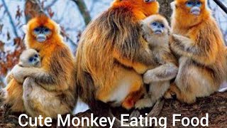 Golden snub-nosed monkey enjoying food | feeding food to monkey | Monkey animal