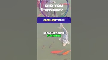 Goldfish Don’t Have a 3-Second Memory! 🐠🧠