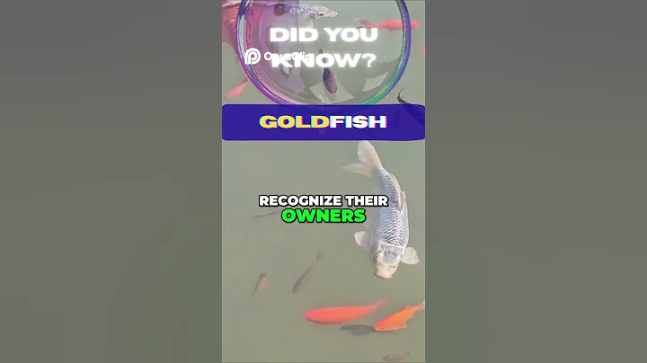 Goldfish Don’t Have a 3-Second Memory! 🐠🧠