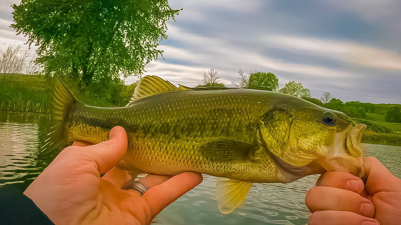 BASS FISHING With The Floating Worm