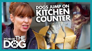 Victoria Trains A Counter Surfing Food Thief | It's Me or The Dog