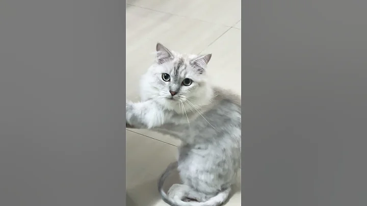 Video 6528901: mainecoon cats catlover, beautiful mainecoon cat, amazing catlover