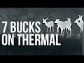 Thermal Deer Scouting: 7 Bucks Pour In During Summer Varmint Hunt (Iray RH25 V2) | E14