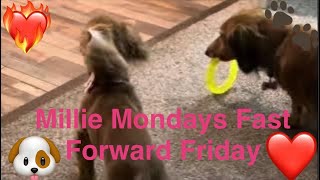 #217 #twohunderedseventeen Millie Mondays Fast Forward Friday #milliemondays loves all of you! #love