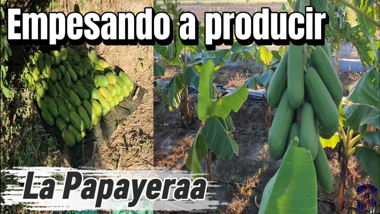 Lo Mejor Del Campooo Produciendo