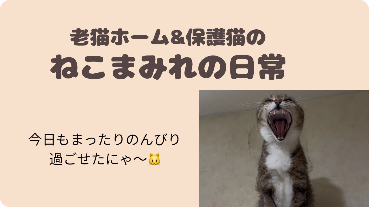 Had a nice, relaxing day today too, meow~🐱 - YouTube