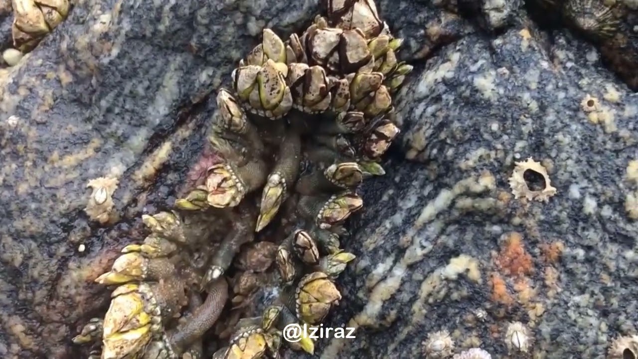 You Know What Is This Episode 799