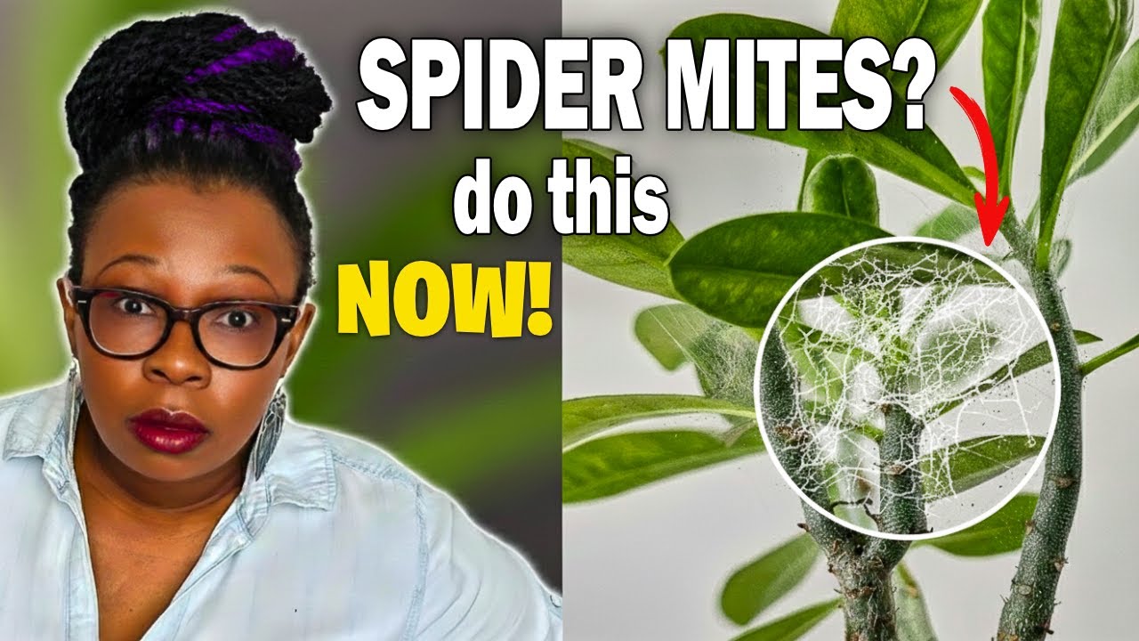 Spider Mite Outbreak? Follow This Proven Treatment Schedule