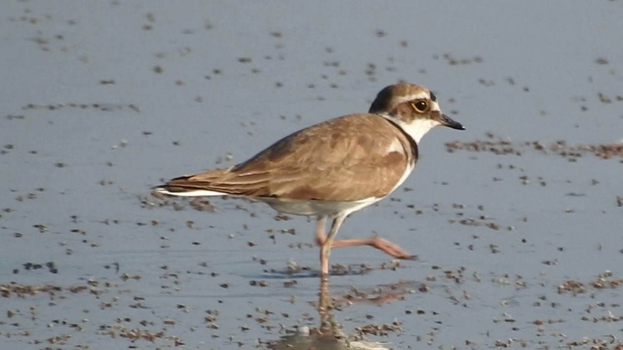 Little Ringed Plover, Corriere piccolo (Charadrius dubius)