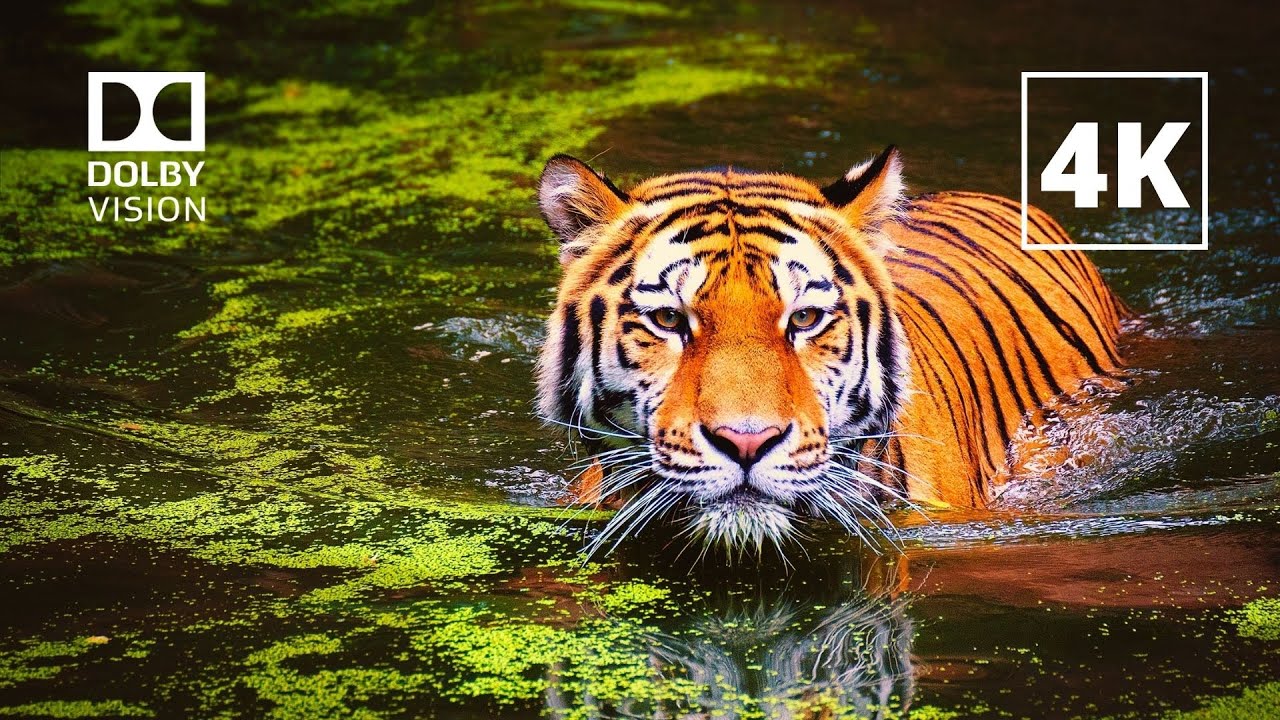 tiger hdr 27.5 v2 review