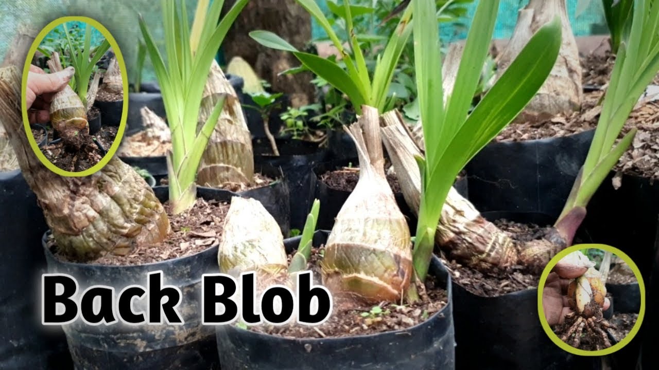 Back Bolb / Mimang Vlog //