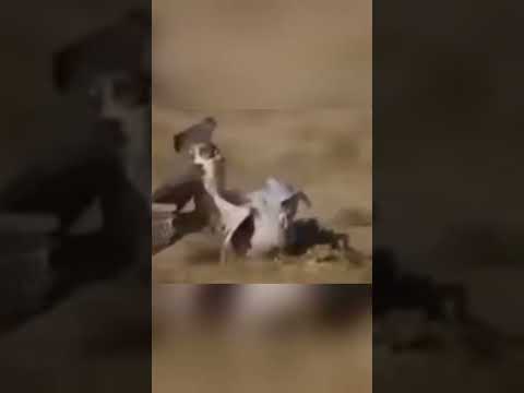 الصقور من اسرع الطيور علي مستوي العالم
