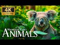 Magnificent planet animals 4k  discovery relaxation nature film with soothing relaxing piano music