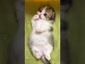 Cute Kitten-4