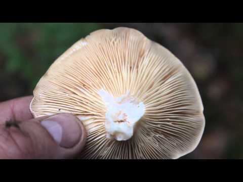 Вопрос: Каких цветов бывает гриб сыроежка болотная?