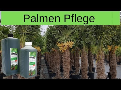 Video: Wie Pflegt Man Eine Palme