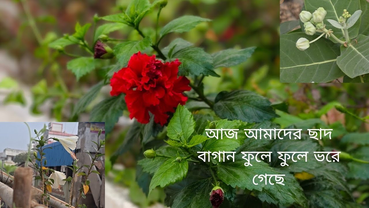 বাবুর সাইকেলটা আজকে আমি চালালাম। রাতে খেলো আলু সিদ্ধ ডিম ভাজা ভাত।
